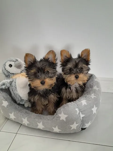 Regalo gratis: Dos cachorros Yorkshire Terrier en adopción