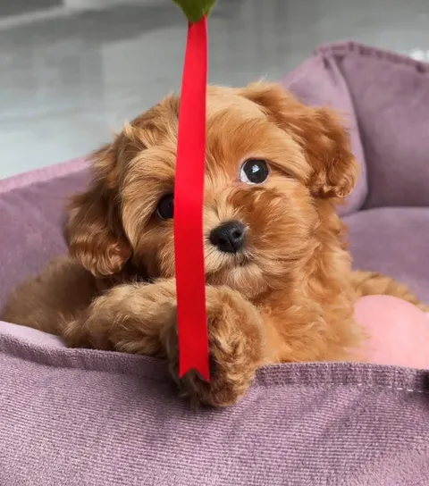 Cachorro de dos meses en adopción