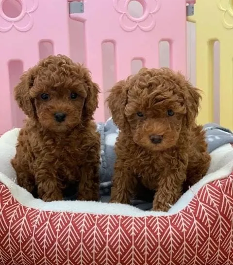 Dos cachorros de raza Portador