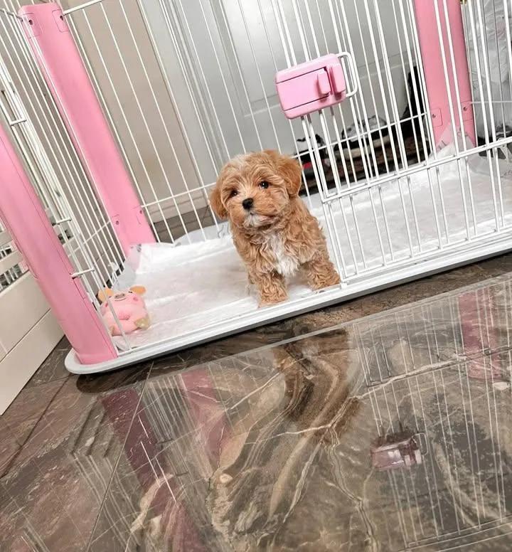 Cachorros disponibles para adopción - foto 2