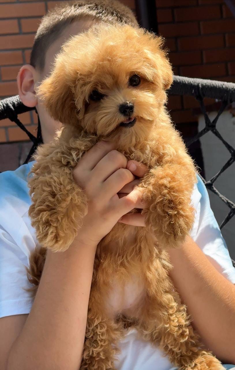 Cachorrita busca nuevo hogar - foto 2