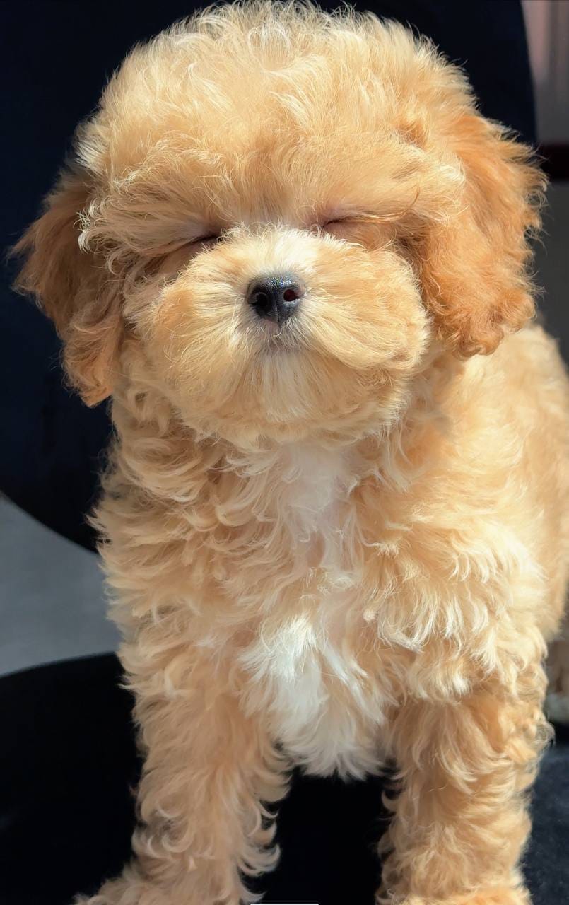Cachorros de caniche adorables disponibles - foto 2