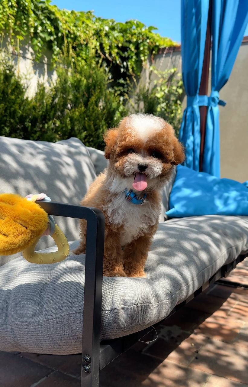 Cachorros de caniche adorables disponibles - foto 4