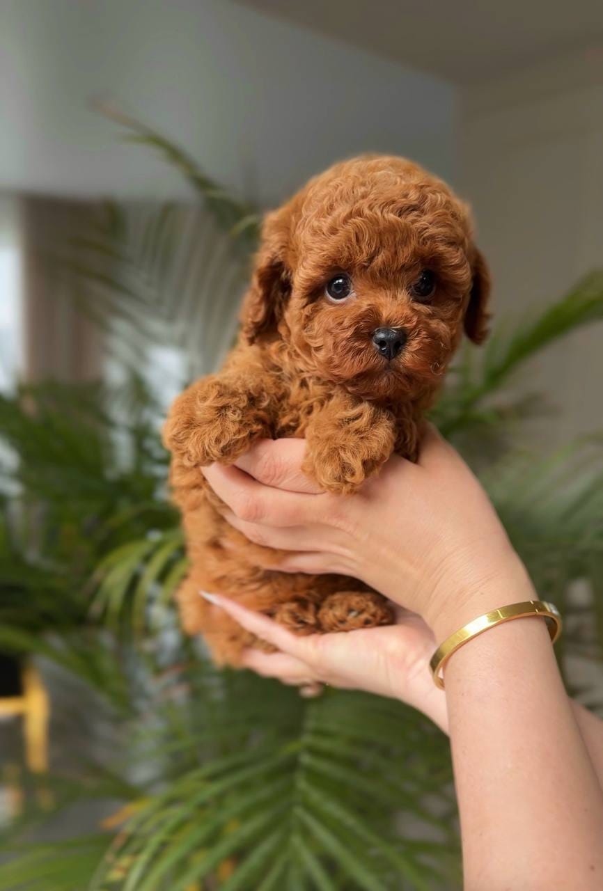 Cachorros de caniche machos y hembras de raza pura, bien ent - foto 2