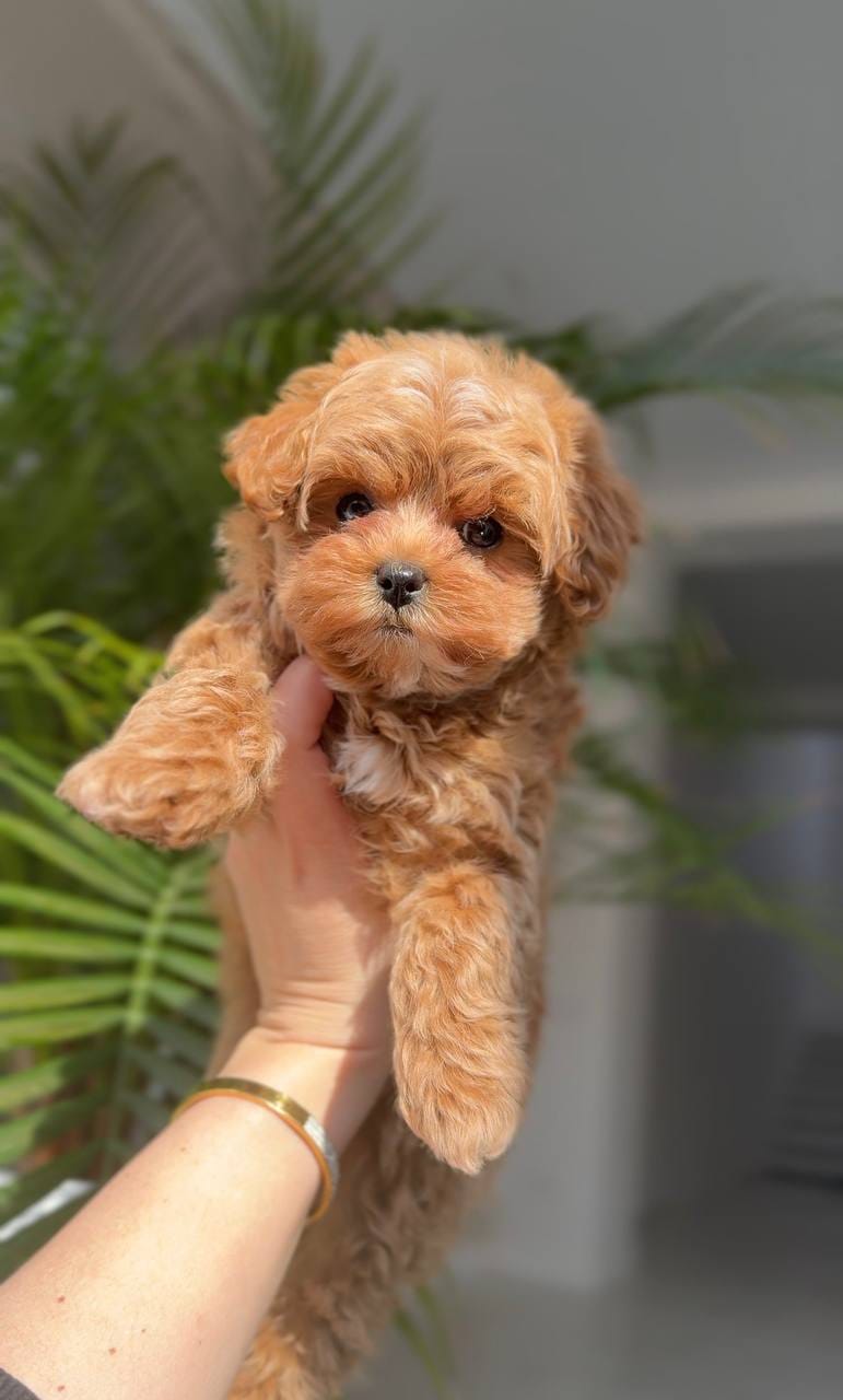 Cachorros de caniche machos y hembras de raza pura, bien ent - foto 3