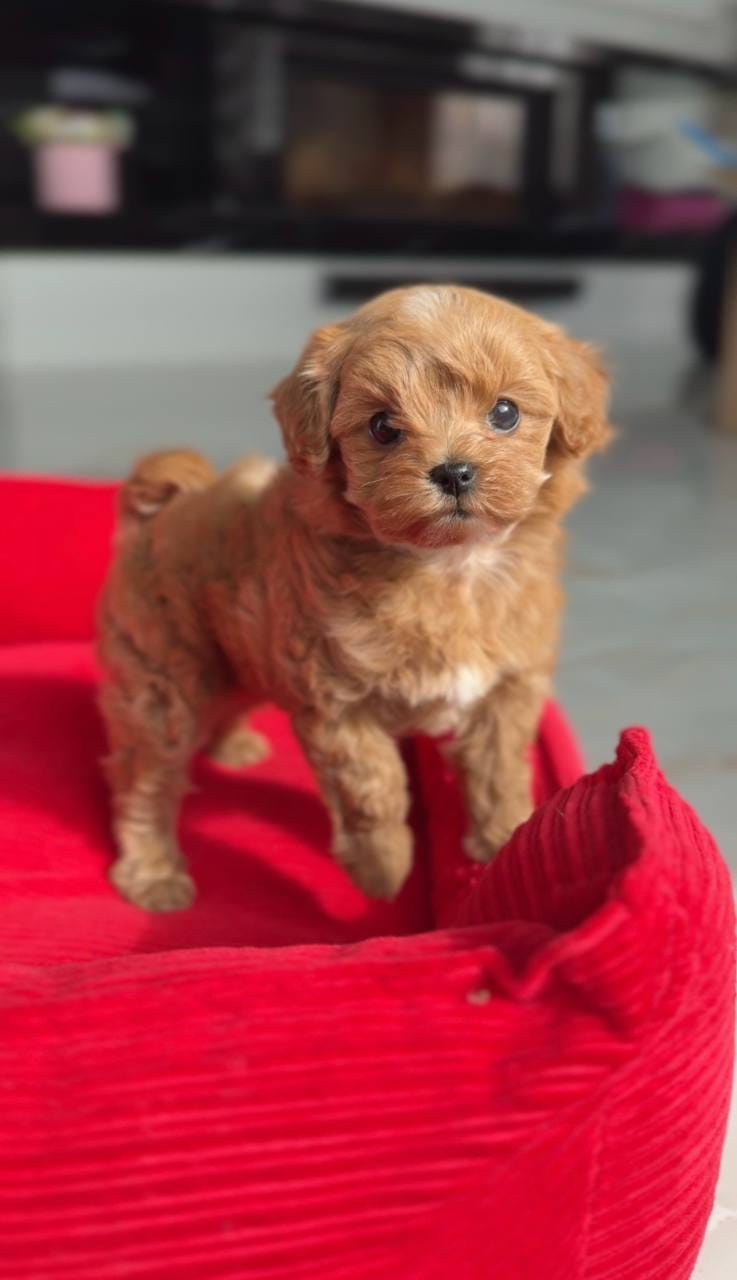Tenemos dos adorables cachorros de caniche toy.