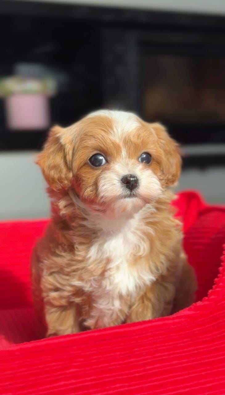 Tenemos dos adorables cachorros de caniche toy. - foto 2