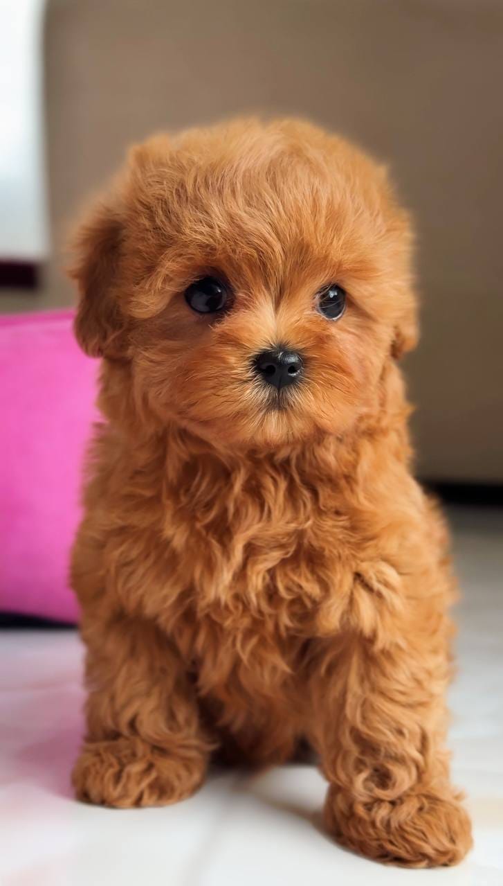 Cachorros de Caniche Toy de Pura Raza - foto 2
