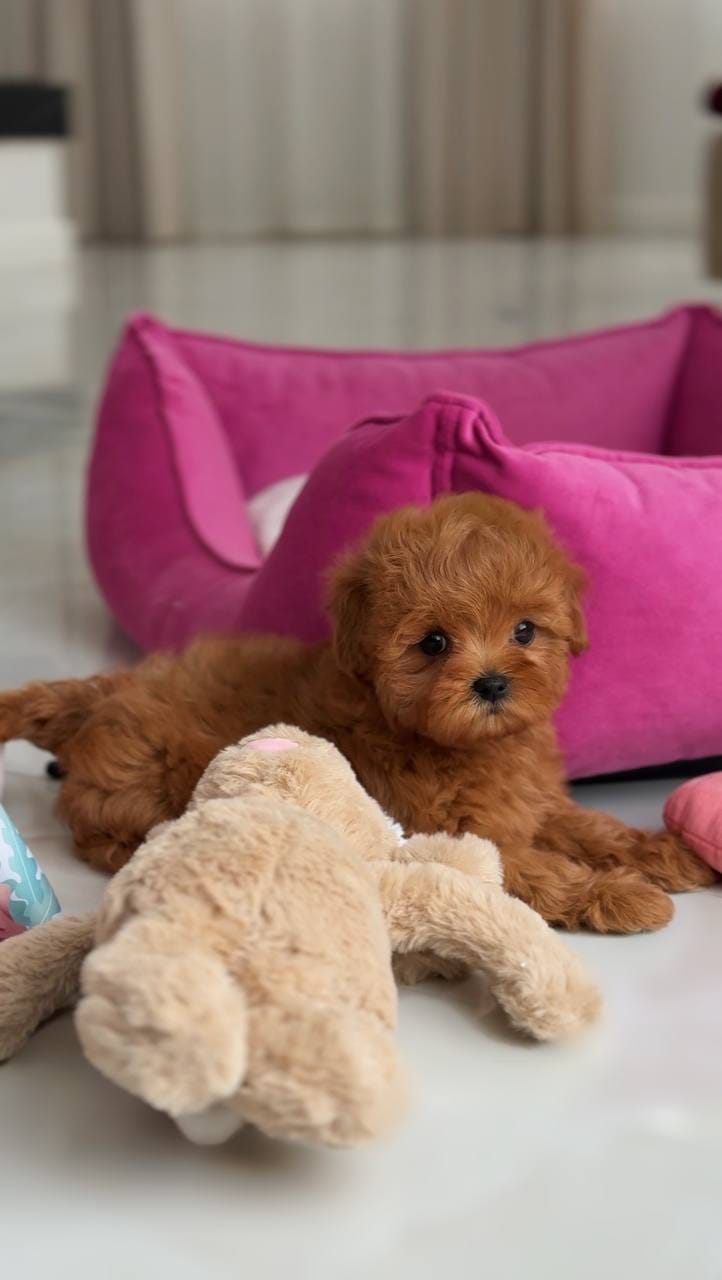 Cachorros de Caniche Toy de Pura Raza - foto 3